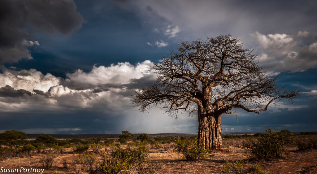 tanzanian baobab tree damaged by elefants (photo by susan portnoy) -- Танзанийский баобаб. Cтвол повреждён слонами