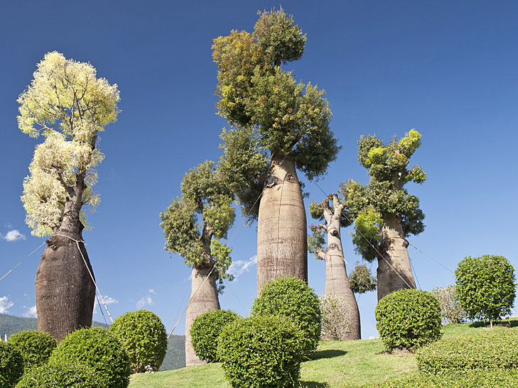 Polled and formed australian baobabs in Gregory National Park, Australia