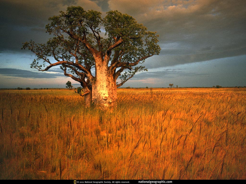 Western Australian baobab (aka Boab or Adansonia gregorii).  Tree in the family Malvaceae.