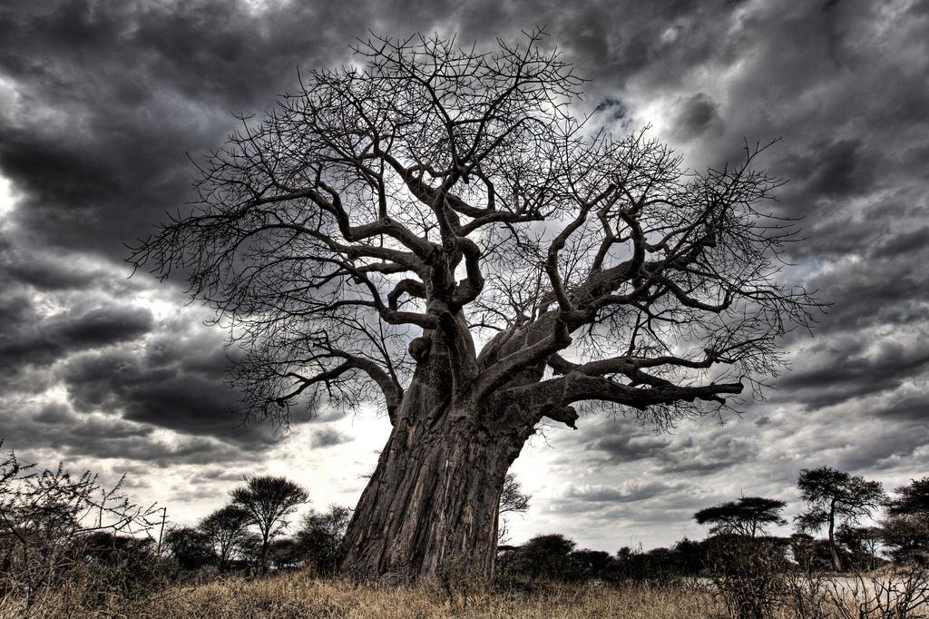 Baobab tree placed within Tarangire national park of Tanzania (Africa). The hilly landscape of park is dotted with vast numbers of Baobab trees