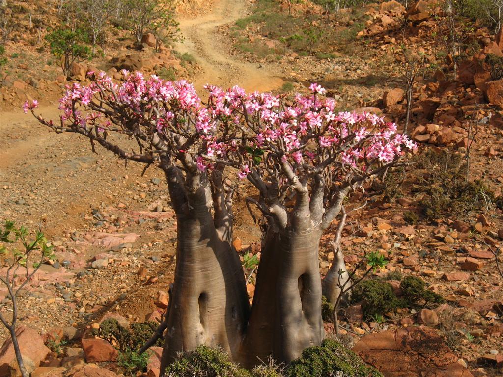 Adansonia gregory (aka Boab or Bottle tree) from Socotra. Socotra is an island in the Indian Ocean.