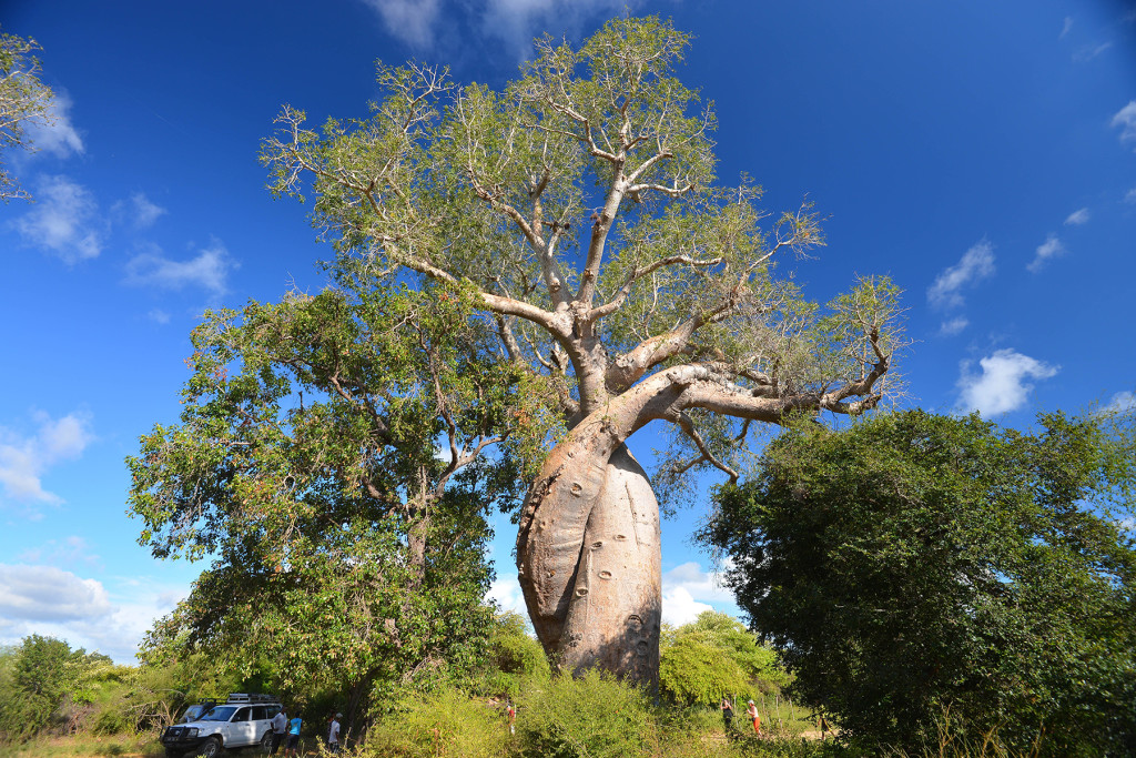 Picture: Twisted Baobab trees located near famous Baobab Alley (Morondava, Western Madagascar)