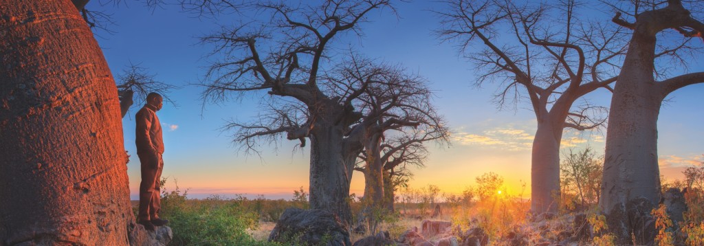 dawn baobab trees fine picture (Botswana)