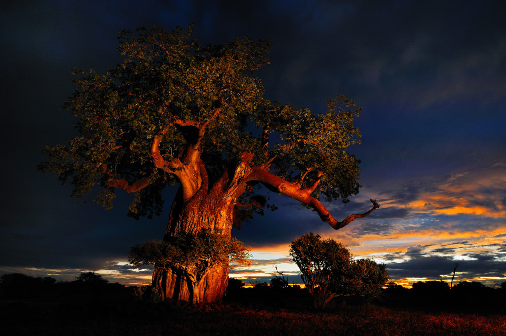 scenic Baobab picture (Republic of Botswana)