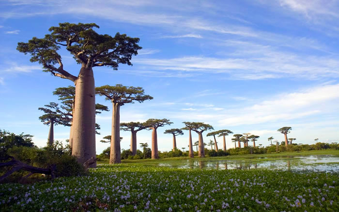 Famous Avenue of the Baobabs (Menabe, Madagascar). Along the 260 m long Avenue placed 20 - 25 "Adansonia grandidieri" trees about 30 meters in height