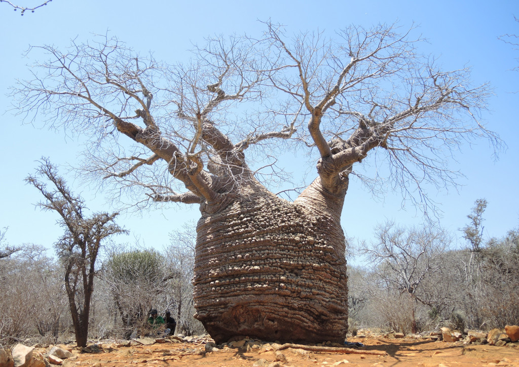 "Inflated" baobab in Tsimanampetsotsa National Park in Madagascar, region Atsimo-Andrefana